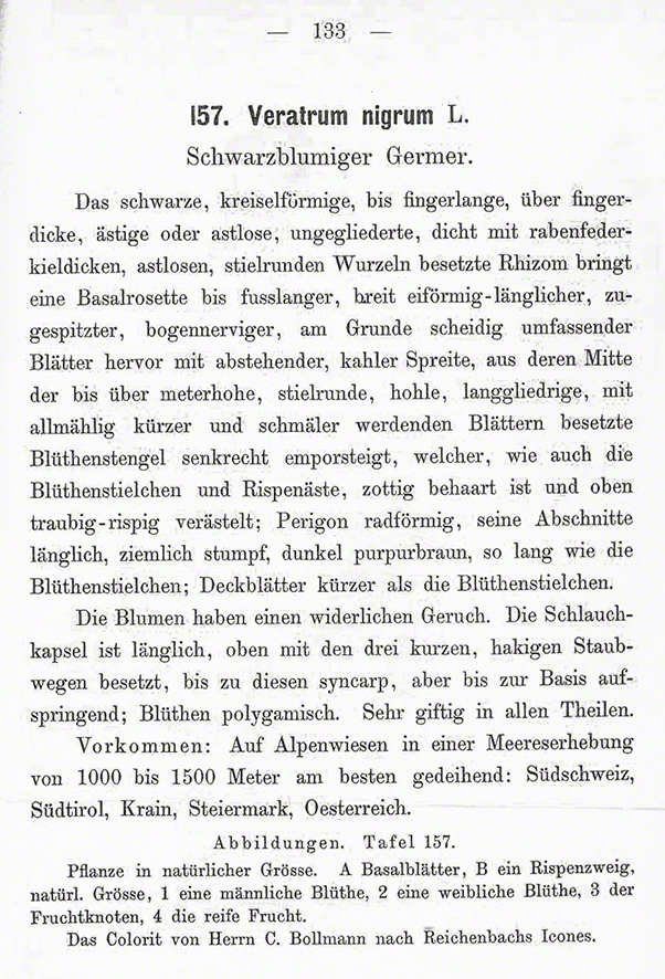 Schwarzer Germer